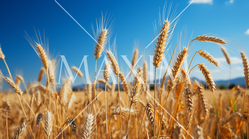 ウクライナの国旗にもなっている原風景：広大な小麦畑の上に青い空が広がっている