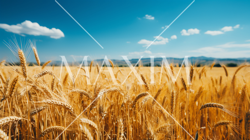 ウクライナの国旗にもなっている原風景：広大な小麦畑の上に青い空が広がっている