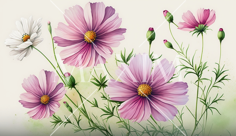 コスモスの花の水彩画