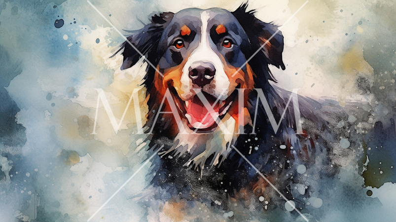 バーニーズ・マウンテン・ドッグの水彩画