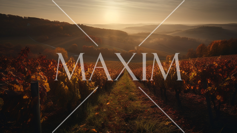 朝日に照らされるボージョレ地方のブドウ畑