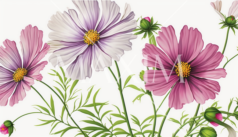 コスモスの花の水彩画