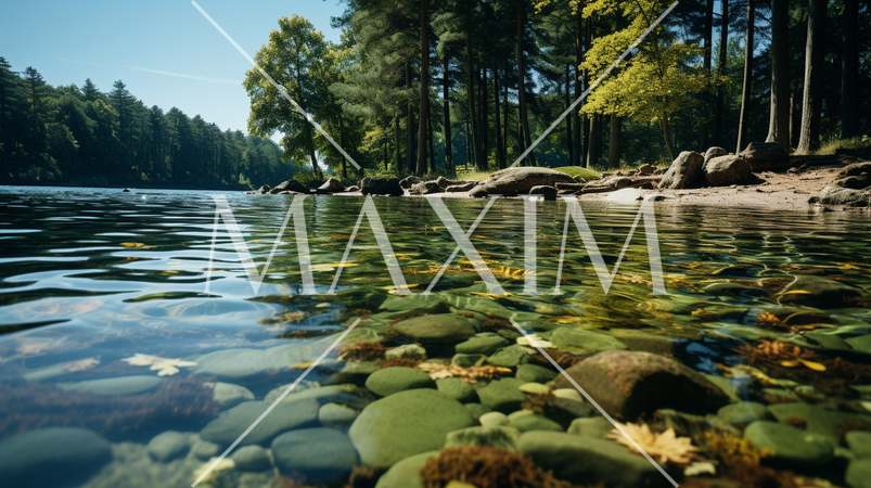 夏の森の湖の湖面から見た風景。水面には木々と空が映っている。水面の下には水草や岩についたコケも見える