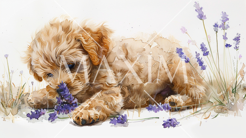 ラベンダーの香りにうっとりしているトイプードル：水彩画