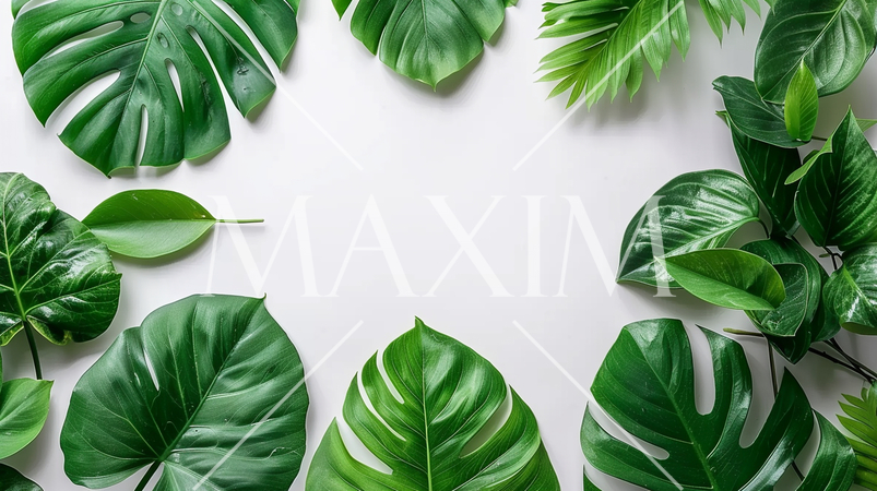 南国の観葉植物の葉によるフレーム：精緻CG