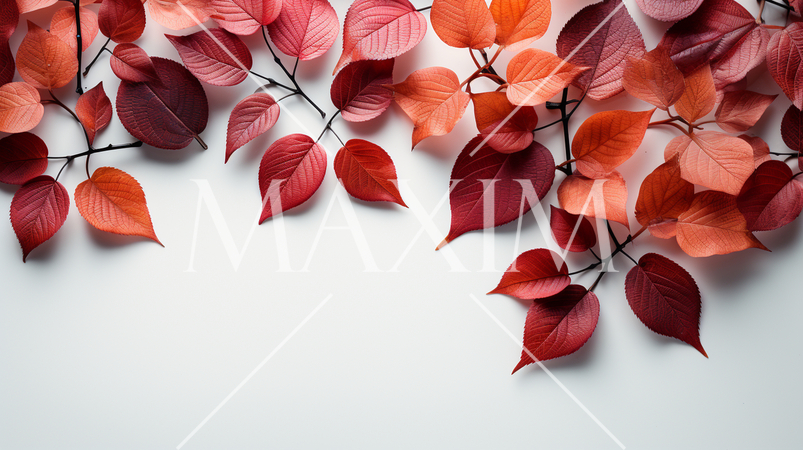 枯れ葉のある美しい秋の自然の白い背景：テキストコピースペースあり