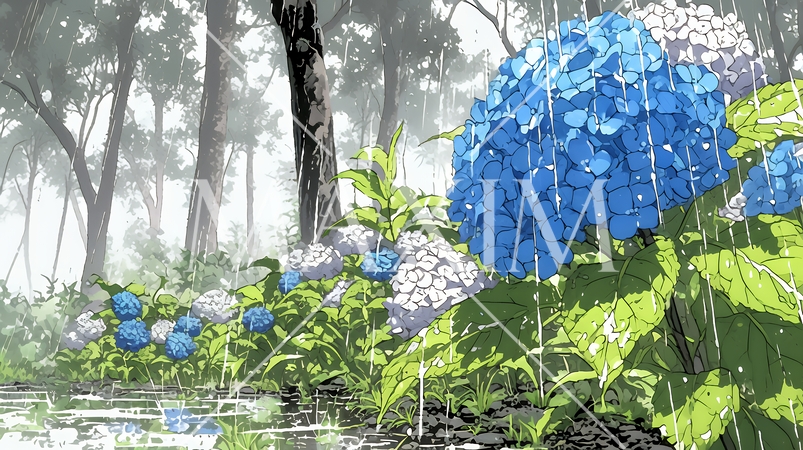 満開のアジサイと梅雨の雨