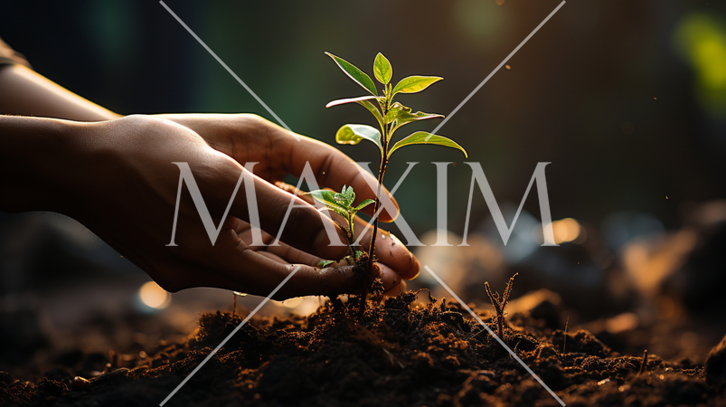 再生と希望：新しい木の芽が未来に向けて伸びようとしている