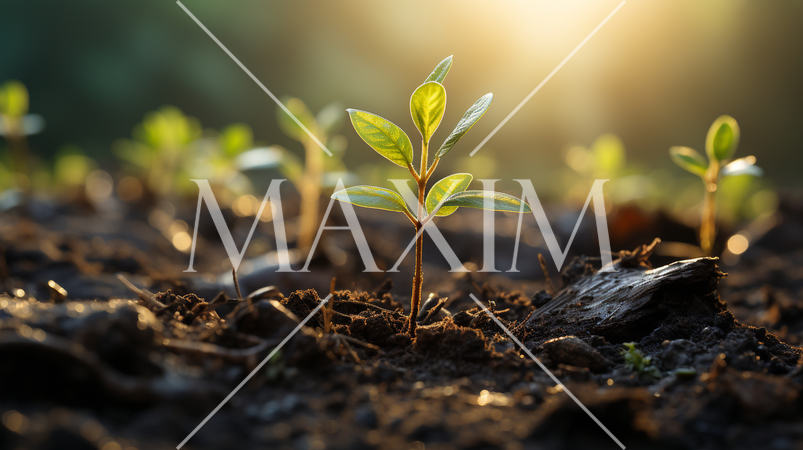 再生と希望：新しい木の芽が未来に向けて伸びようとしている