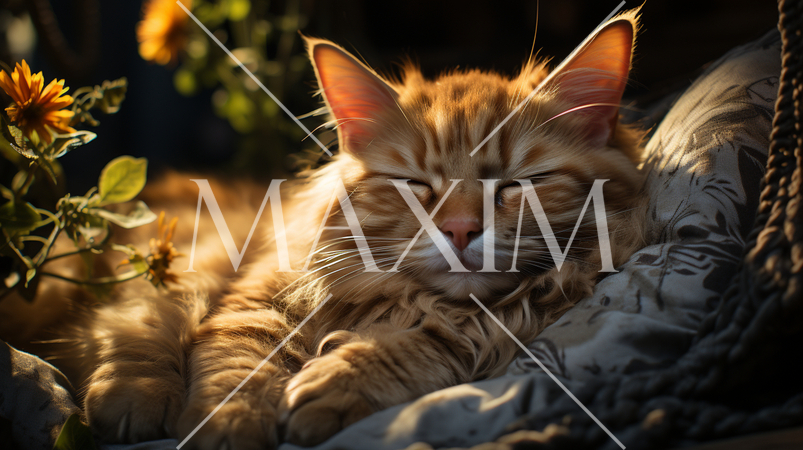 ハンモックで昼寝中の猫