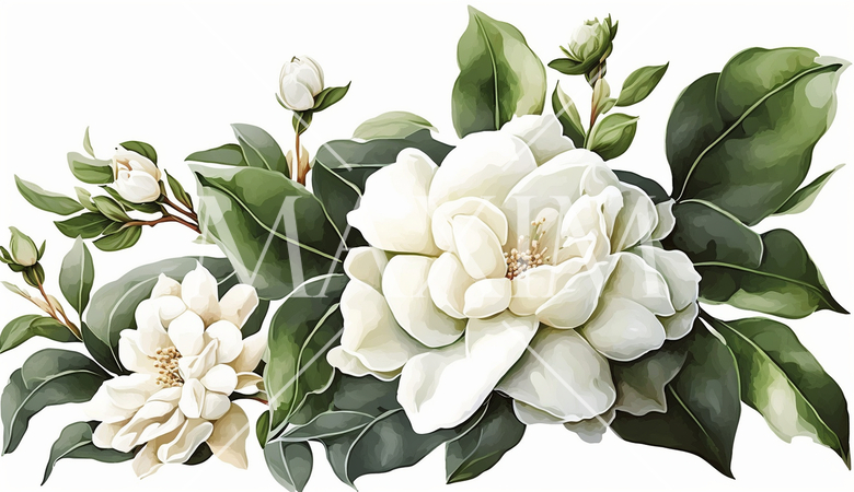 クチナシの花の水彩画