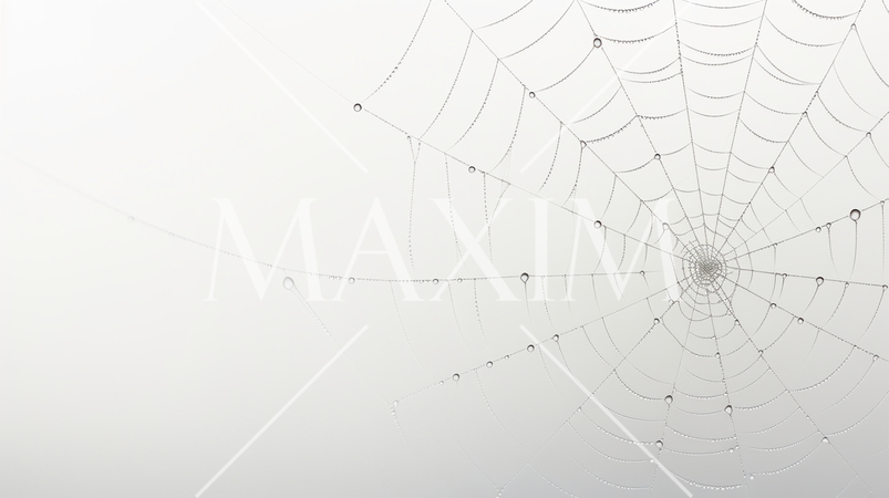 蜘蛛の巣のイメージの背景：精緻CG