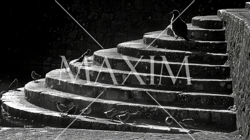 年功序列／お山の大将／長いものには巻かれろ（モノクロ版）：大きな鳥が段の上、小さな鳥が見上げている