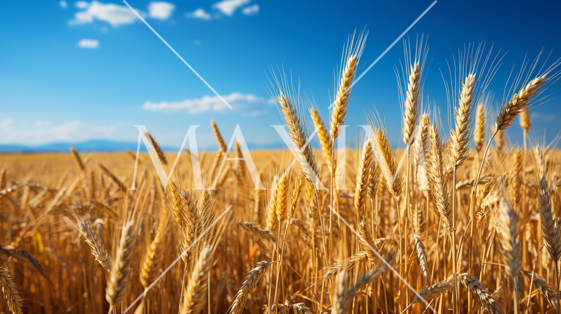 ウクライナの国旗にもなっている原風景：広大な小麦畑の上に青い空が広がっている
