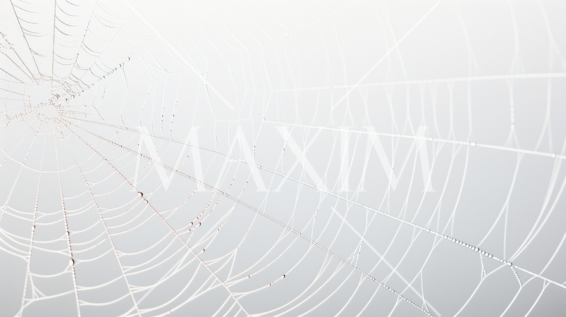蜘蛛の巣のイメージの背景：精緻CG