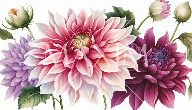 ダリアの花の水彩画