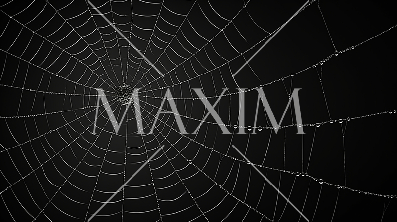 蜘蛛の巣のイメージの背景：精緻CG