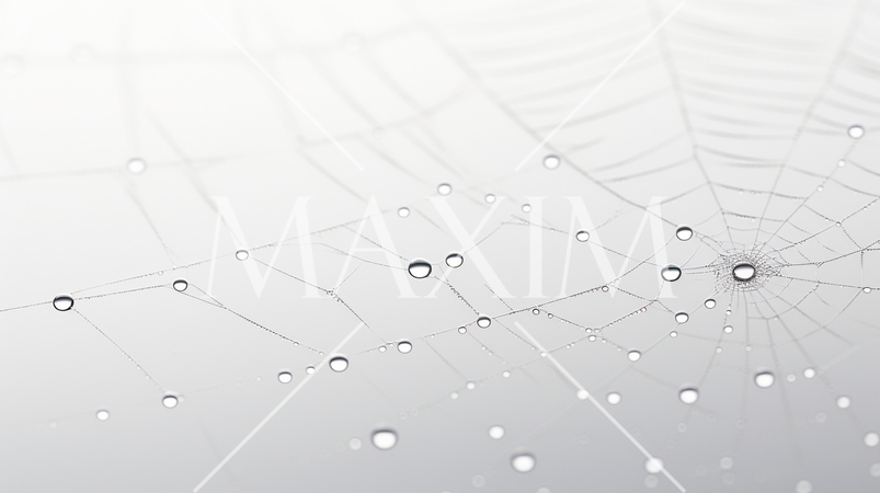 蜘蛛の巣のイメージの背景：精緻CG