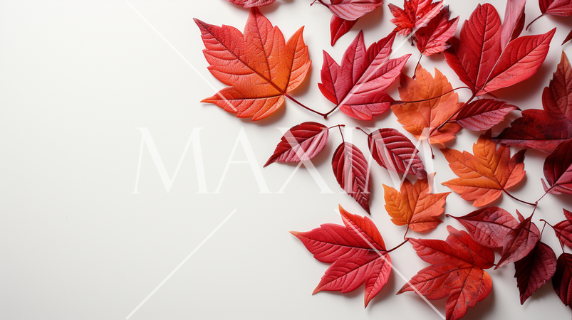 枯れ葉のある美しい秋の自然の白い背景：テキストコピースペースあり