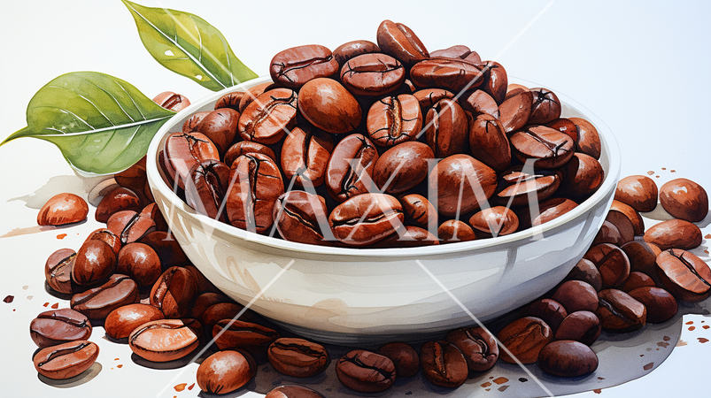 コーヒー豆：水彩画