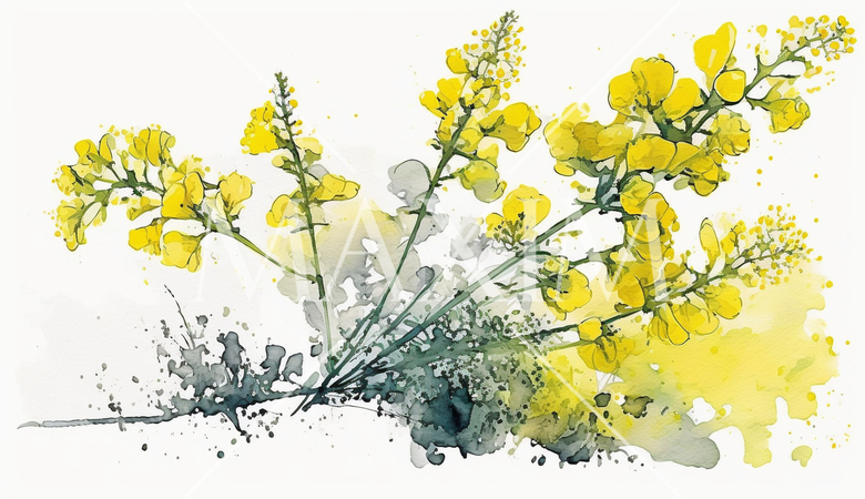 菜の花（油菜）の水彩画