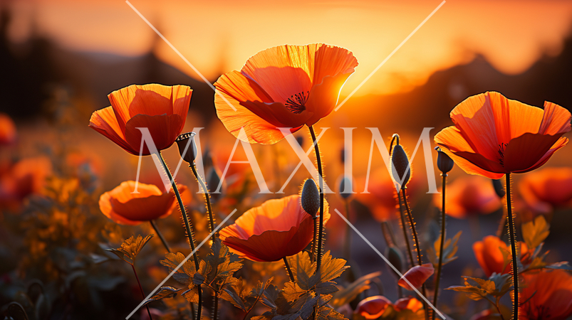 夕暮れ時のポピー畑