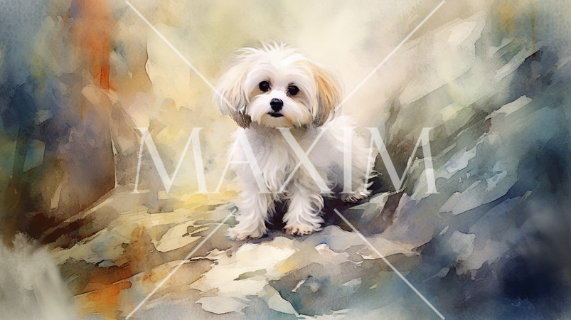 マルチーズの水彩画