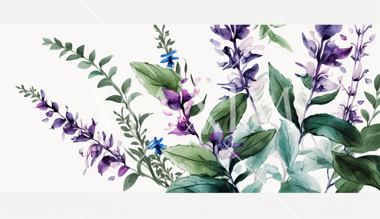 サルビアの花の水彩画