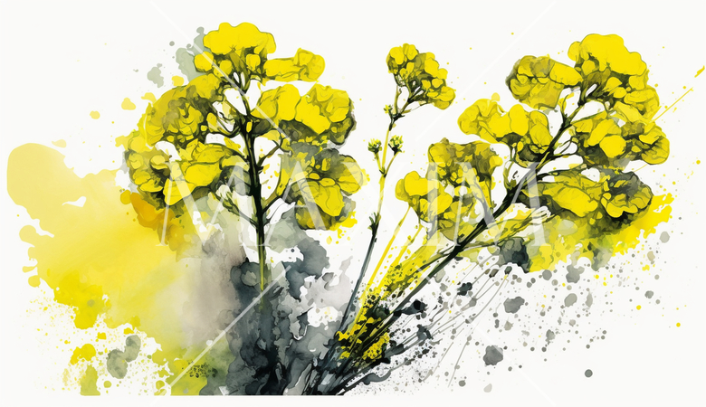 菜の花（油菜）の水彩画