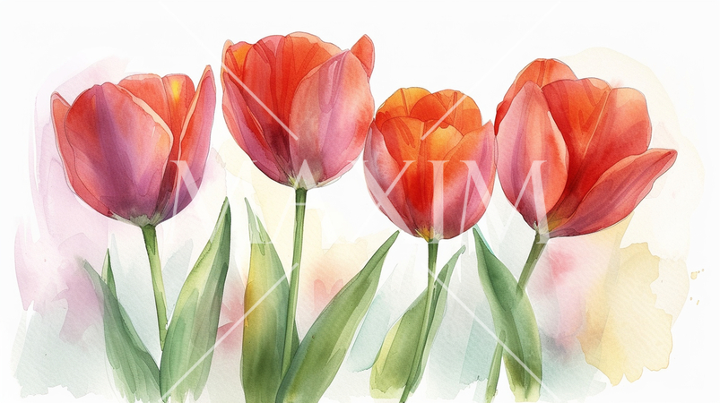 チューリップの花の水彩画