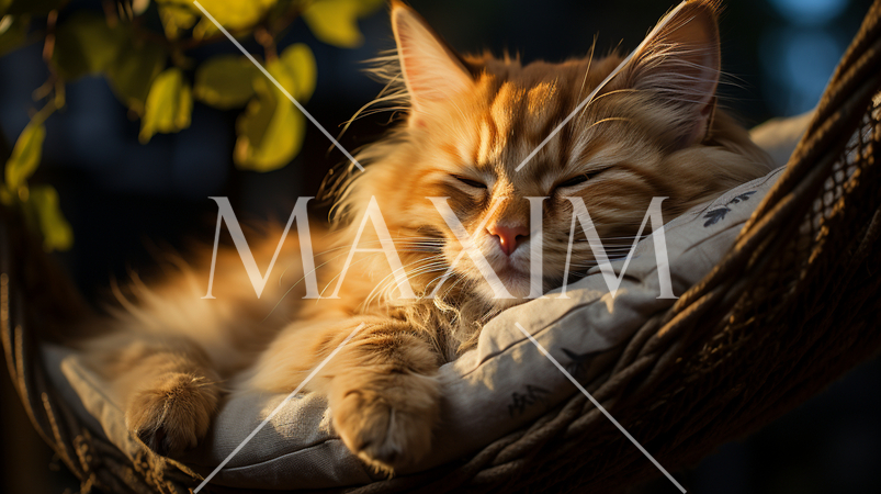 ハンモックで昼寝中の猫