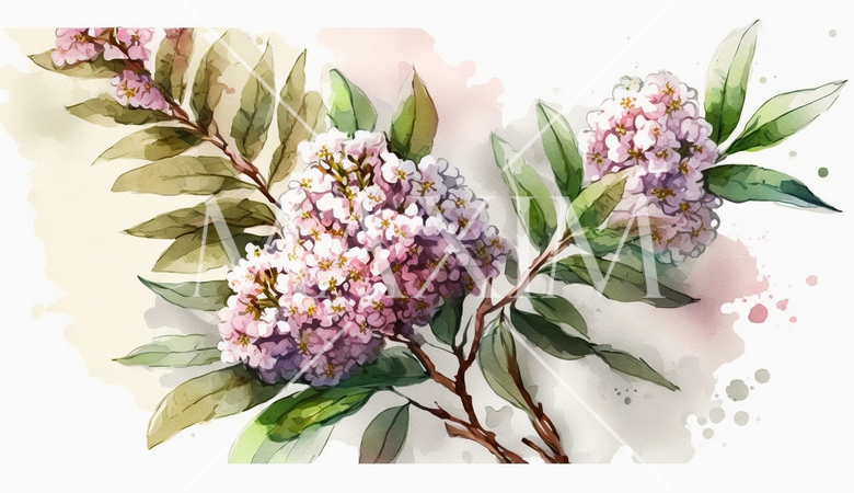 サルスベリの花の水彩画