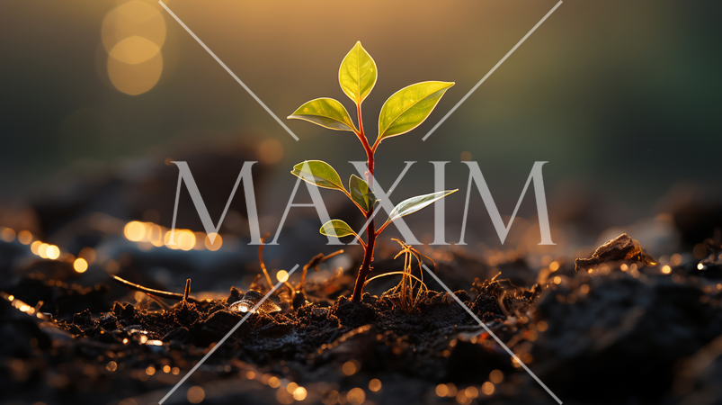 再生と希望：新しい木の芽が未来に向けて伸びようとしている