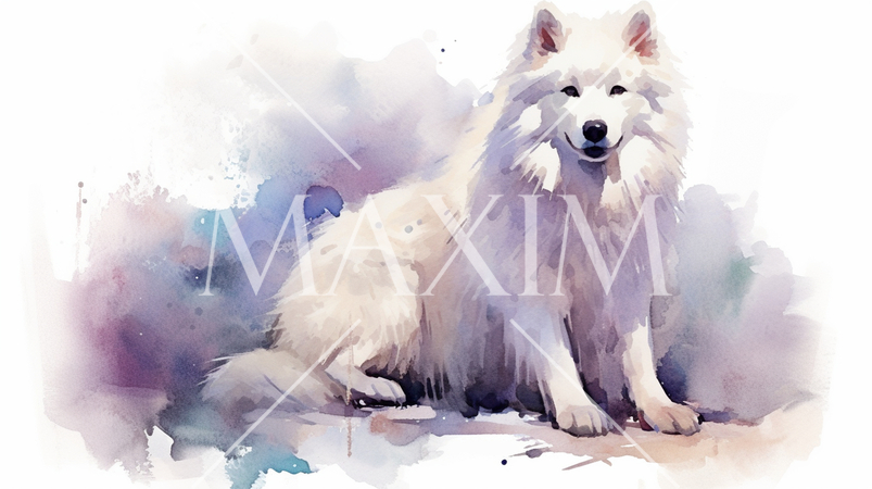 サモエドの水彩画