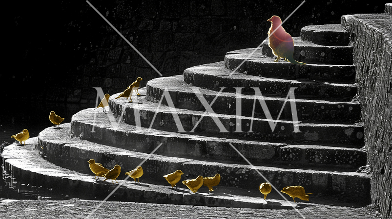 年功序列／お山の大将／長いものには巻かれろ（カラー版）：大きな鳥が段の上、小さな鳥が見上げている