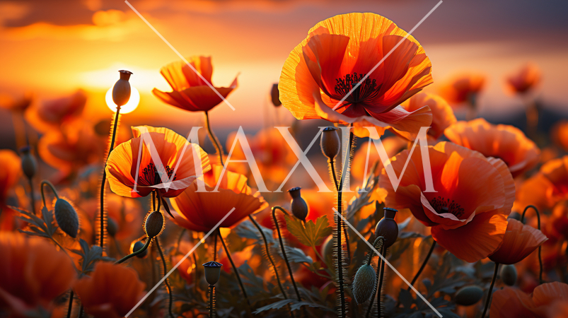 夕暮れ時のポピー畑