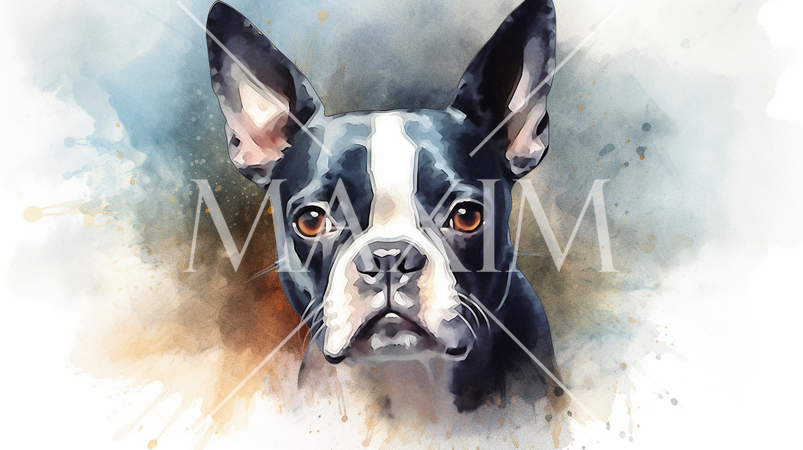 ボストンテリアの水彩画