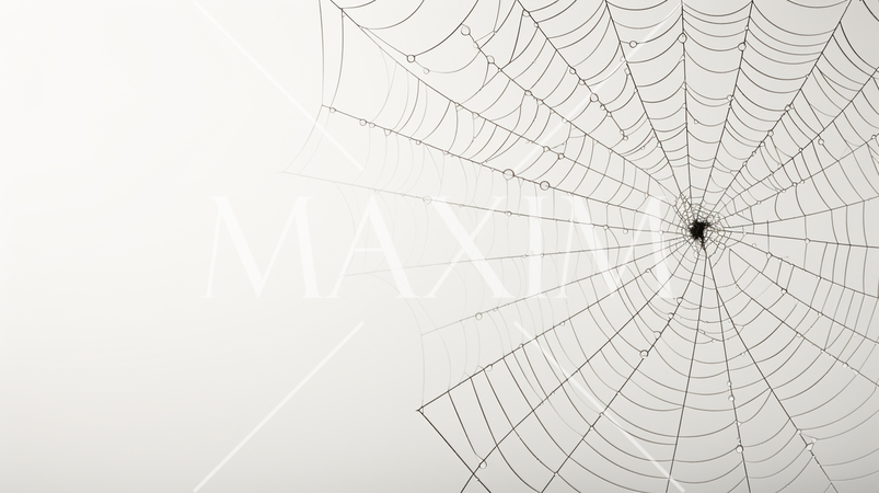 蜘蛛の巣のイメージの背景：精緻CG