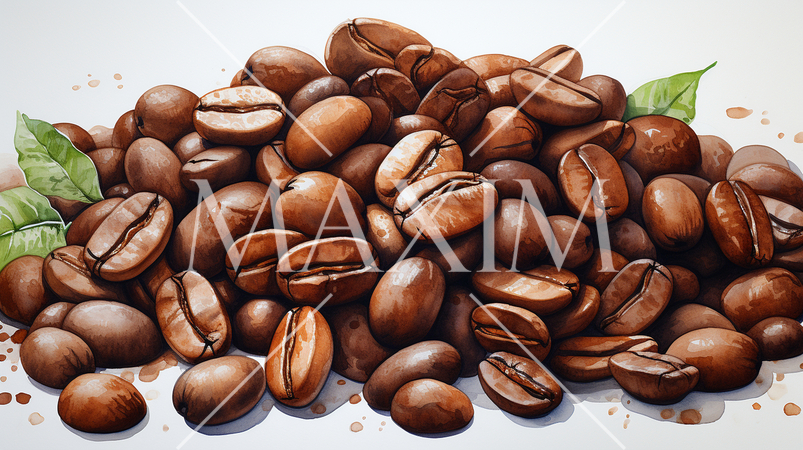 コーヒー豆：水彩画