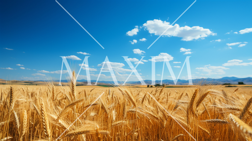 ウクライナの国旗にもなっている原風景：広大な小麦畑の上に青い空が広がっている