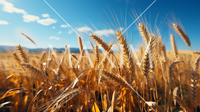 ウクライナの国旗にもなっている原風景：広大な小麦畑の上に青い空が広がっている