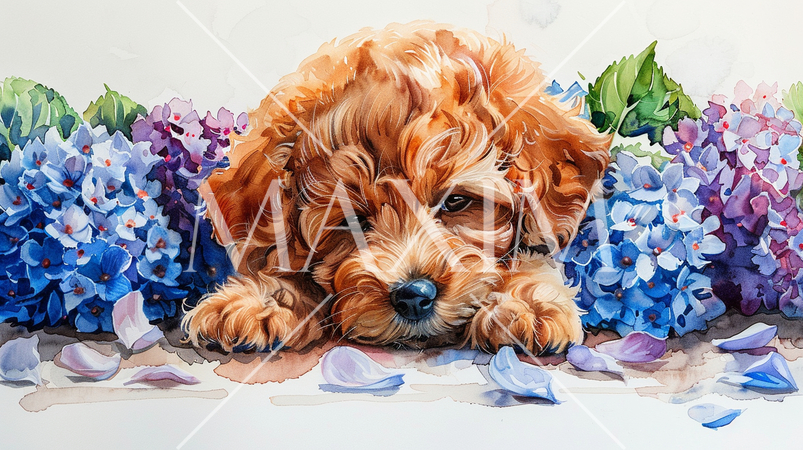 あじさいとトイプードル