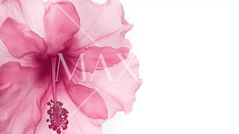 赤いハイビスカスの水彩画